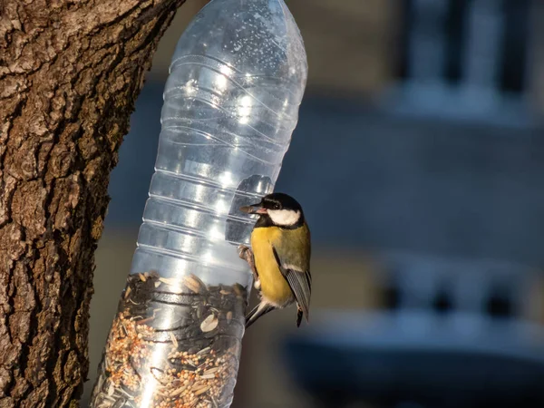 Great Tit Parus Major Visiting Bird Feeder Made Reused Plastic — Foto Stock