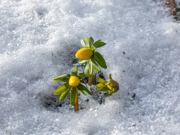 Flores Rodeadas Nieve Blanca Acónito Invierno Eranthis Hyemalis Comienza Florecer — Foto de Stock