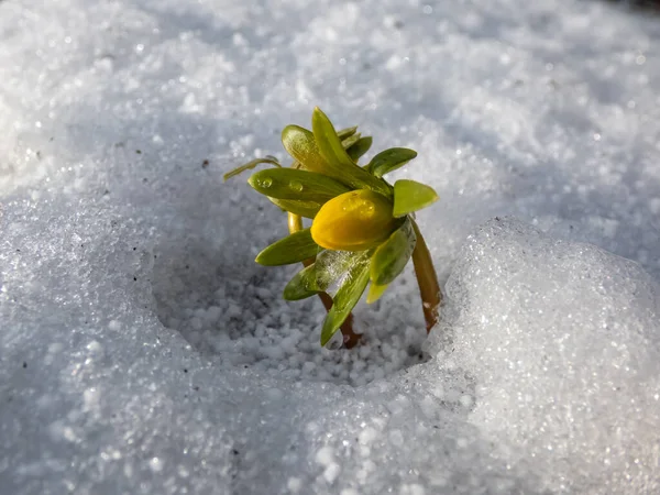 Macro Van Bloemen Omgeven Door Witte Sneeuw Winter Aconiet Eranthis — Stockfoto