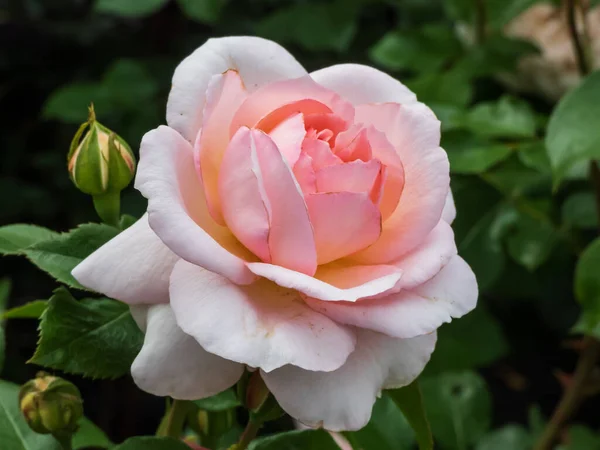 Belle Rose Rose Crème Abricot Schloss Eutin Fleurs Doubles Coupées — Photo