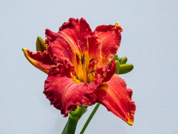 大丽花 Hemerocallis Hybrida Kate 的特写 Bangieris 2015 在明亮的阳光下 背景是白色孤立的 深红色 — 图库照片