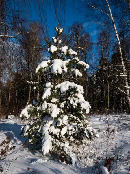 Camada Espessa Neve Árvores Arredores Inverno Depois Uma Queda Neve Imagem De Stock