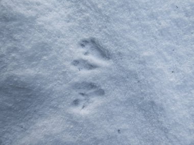 Avrasya Kızıl Sincabı 'nın (Sciurus vulgaris) kışın yumuşak, beyaz karla kaplı dört patisinin mükemmel, küçük ayak izleri.