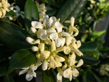 Tatlı kokulu süs bitkisinin beyaz ve sarı çiçeklerinin yakın plan çekimi Avustralya defne, Japon pittosporumu, sahte portakal ve Japon peyniri ağacı (Pittosporum tobira))