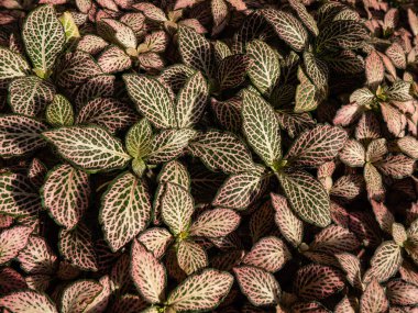 Sinir bitkisinin çok renkli yeşilliklerinin Macro çekimi - fittonia 'Pembe Kırışıklık'. Parlak pembe ve beyaz damarları olan koyu yeşil yapraklı ayırt edici bir bitki.