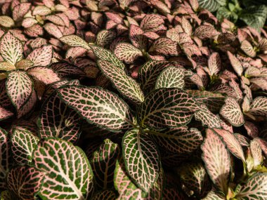 Sinir bitkisinin çok renkli yeşilliklerinin Macro çekimi - fittonia 'Pembe Kırışıklık'. Parlak pembe ve beyaz damarları olan koyu yeşil yapraklı ayırt edici bir bitki.