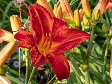 'Rotes Rathaus' (Tamberg, 1994) yaz bahçesinde parlak gün ışığında günışığına yakın çekim (Hemerocallis x hybrida). Çiçekler açık kırmızıdır ve sarı boğazın üzerinde biraz daha koyu haleler vardır.