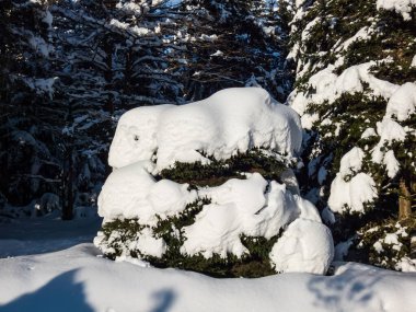 Parlak güneşli bir günde kar yağdıktan sonra, ağaçların ve çevrenin üzerindeki kalın kar tabakası ve arka planda mavi gökyüzü. Kış masalı. Büyük ağaçlara yoğun kar yağar.