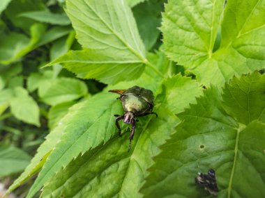 Güzel, metalik, parlak yeşil ve bakır böceğinin (Protaetia cuprea) yaz aylarında bitki örtüsüyle çevrili yeşil yapraktaki makro görüntüsü.