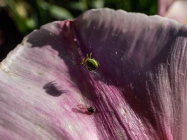 Salatalık yeşili örümceğin (Araniella cucurbitina) yaz mevsiminde bahçedeki bir lalenin pembe çiçek yaprağının üzerinde yakın plan fotoğrafı.