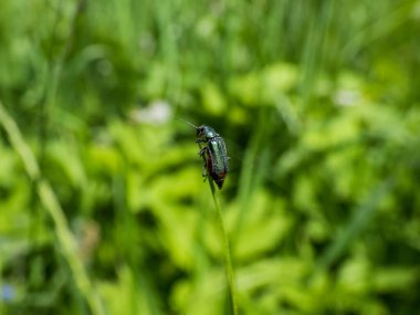 Yumuşak kanatlı çiçek böceği - uzun gövdeli malakit böceği (Malachius bipustulatus), baş ve pronotum kahverengimsi, elytrae sonundaki kırmızı noktayla parlayan metalik yeşildir.