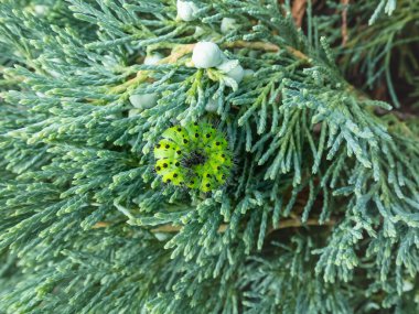 Küçük imparator güvesinin larva ya da tırtılı (Saturnia pavonia) - yeşil halkalar ve yeşil yapraklar ve bitki örtüsü arasında sarı ve kırmızı noktalar