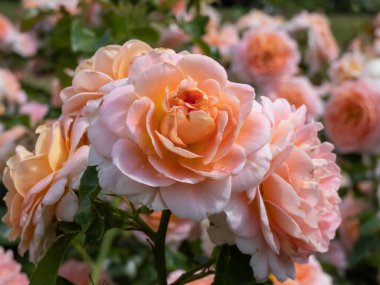 Kayısı, cilt bakım, pembe gölgeleme, sarı ters, açık renk ters çalı gül 'Konçerto 94' (Romantika). Orta, tam, kümelenmiş, kümelenmiş çiçek formu..