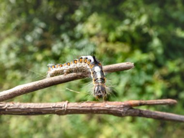 Gri hançerin tırtılının (Acronicta psi) açık havada, parlak güneş ışığında Macro çekimi. Larva oldukça kıllıdır, grimsidir, kenarlarında kırmızı lekeler vardır, kendine özgü bir boynuzu vardır.