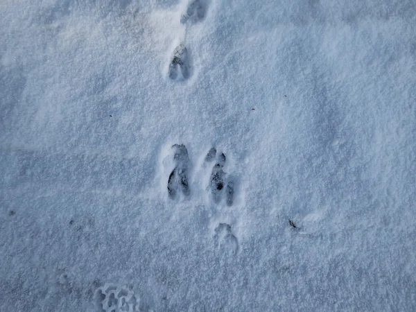 在冬季阳光下 在覆盖着柔雪的地面上 密切观察鹿群 完美的脚印 — 图库照片