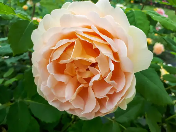 Primer Plano Color Amarillo Claro Arbusto Color Naranja Rosa Charlotte — Foto de Stock