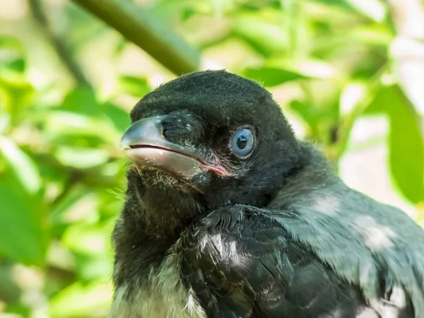 Крайний Крупным Планом Снимок Юного Ворона Капюшоне Corvus Cornix Темным — стоковое фото