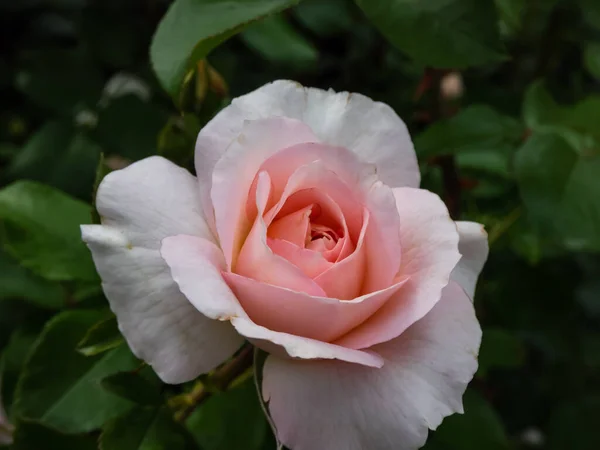 美しいピンク色のクリームアプリコットは 椿の花に似ているほど多くの花弁を持つクラスタで二重に切り取られた花を持つ シュロス エチュン をバラ — ストック写真