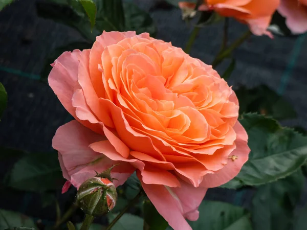 Gros Plan Mélange Orange Rose Hybride Belvedere Avec Grandes Fleurs — Photo
