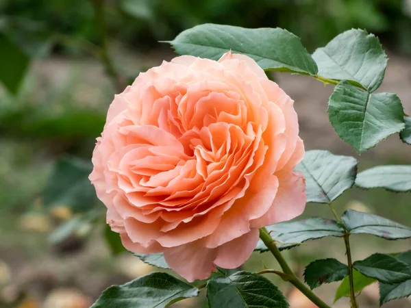 Nahaufnahme Der Orange Rosa Hybridrose Belvedere Mit Großen Vollen Traubenblütigen — Stockfoto