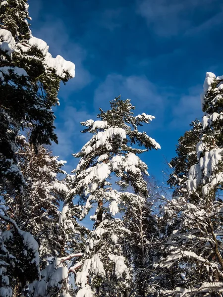 青空を背景に明るい晴れた日に雪が降った後の冬には木々や周囲の雪の厚い層 冬のおとぎ話 大きな木の上の大雪 — ストック写真