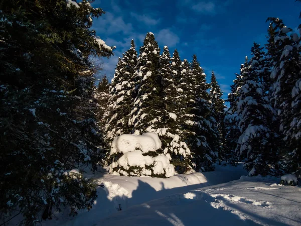 青空を背景に明るい晴れた日に雪が降った後の冬には木々や周囲の雪の厚い層 冬のおとぎ話 大きな木の上の大雪 — ストック写真