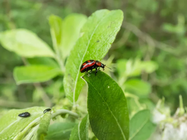 Macro Escarabajo Hombros Anchos Gonioctena Viminalis Rojo Con Manchas Negras — Foto de Stock