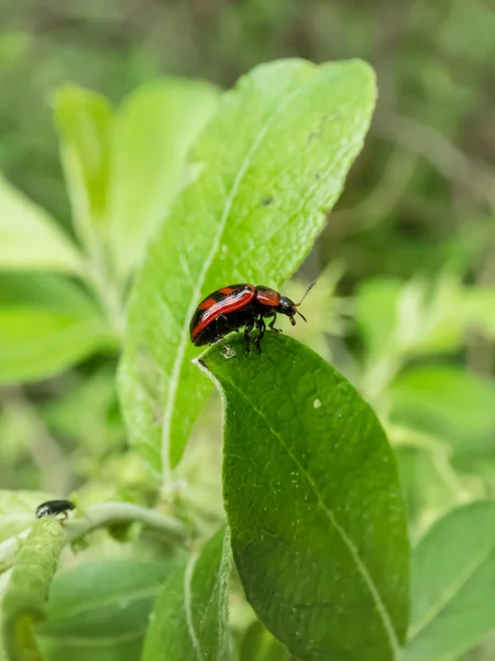 Macro Escarabajo Hombros Anchos Gonioctena Viminalis Rojo Con Manchas Negras — Foto de Stock