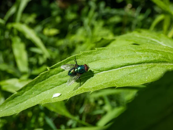 Plan Rapproché Bouteille Verdure Commune Adulte Mouche Verte Lucilia Caesar — Photo