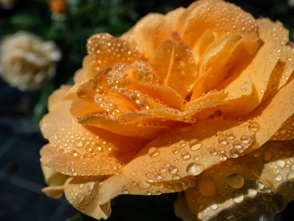 Close Golden Yellow Rose Goldtopas Gold Topaz Covered Water Droplets — Stock Photo, Image