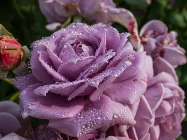 Close Van Uitstekende Ouderwetse Lavendelroos Novalis Met Meerlaagse Paarse Bloemen — Stockfoto