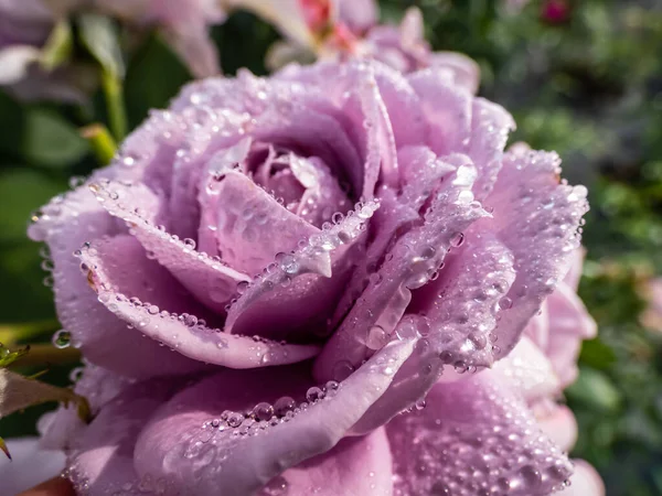 Gros Plan Une Remarquable Rose Lavande Ancienne Novalis Aux Fleurs — Photo
