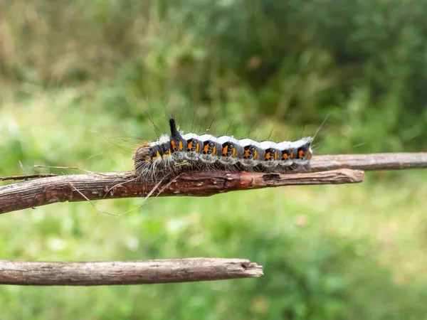 Macro Opname Van Rups Van Grijze Dolk Acronicta Psi Een — Stockfoto