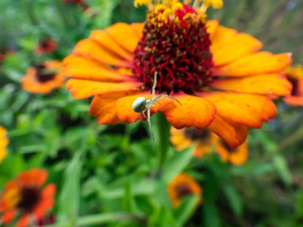 庭の風景の中でオレンジ色の花に金色のカニのクモや花 のクモの成虫の閉鎖 — ストック写真