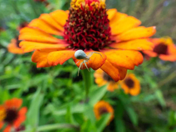 Sarı Yengeç Örümceği Veya Çiçek Yengeç Örümceğinin Misumena Vatia Misumena — Stok fotoğraf