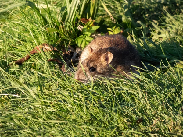 Primer Plano Rata Común Rattus Norvegicus Con Pelaje Gris Oscuro — Foto de Stock