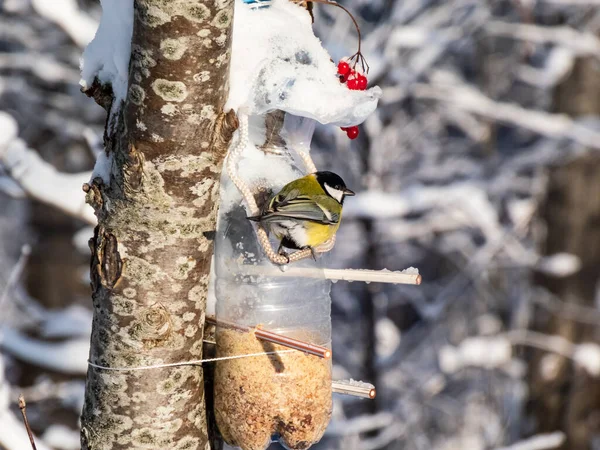 Close Great Tit Parus Major Visiting Bird Feeder Made Reused — Photo