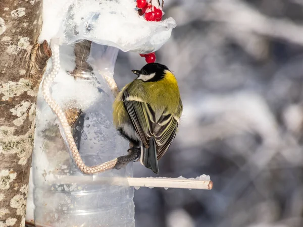 Close Great Tit Parus Major Visiting Bird Feeder Made Reused — Stock fotografie