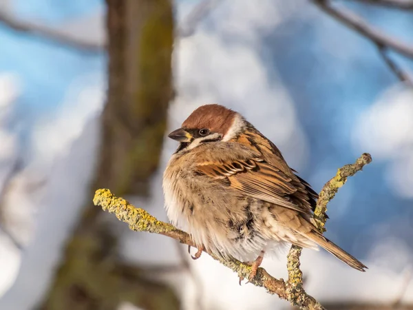在寒冷的冬日里 毛茸茸的欧亚麻雀坐在树枝上晒太阳 特写镜头 鸟的详细肖像和羽毛 — 图库照片