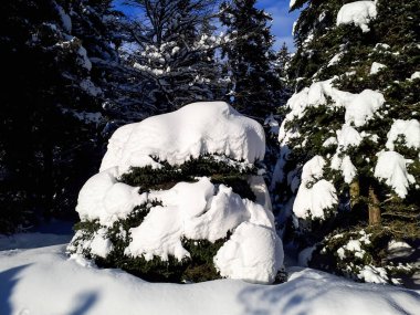 Parlak güneşli bir günde kar yağdıktan sonra, ağaçların ve çevrenin üzerindeki kalın kar tabakası ve arka planda mavi gökyüzü. Kış masalı. Büyük ağaçlara yoğun kar yağar.