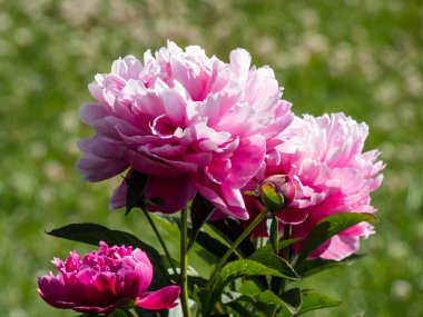 Arka planda bulanık yeşil bahçeli pembe, dolgun, çifte zengin şakayıklardan oluşan güzel bir çiçek manzarası. Güneş ışığında fırfırlı şakayık demetine yakın çekim