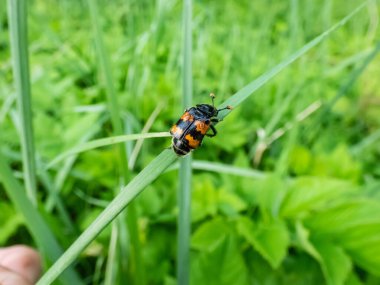 Gömülü böceğin (Nicrophorus vespillo) kanatları üzerinde otların üzerinde oturan kene ile yakın çekimi. Böceklerin kanat kasalarında turuncu şeritler var. Antenlerin turuncu renkli uçları.