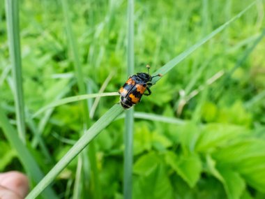 Close-up of the burying beetle (Nicrophorus vespillo) with ticks on wings sitting on a grass blade. The beetles have striking orange bands on the wing-cases, orange club-shaped ends of the antennae clipart