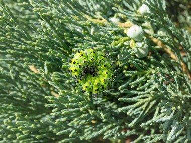 Küçük imparator güvesinin larva ya da tırtılı (Saturnia pavonia) - yeşil halkalar ve yeşil yapraklar ve bitki örtüsü arasında sarı ve kırmızı noktalar