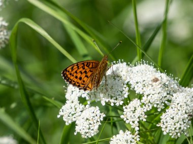 Yüksek Kahverengi Fritiller (Argynnis adippe) beyaz bir çiçeğin üzerinde dinlenir. Üst kanatları siyah lekeli turuncu, alt kanatları beyaz ve kahverengi lekeli turuncu renklidir.