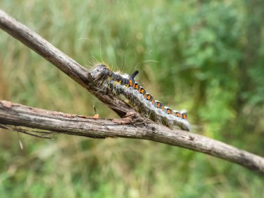 Gri hançerin tırtılının (Acronicta psi) açık havada, parlak güneş ışığında Macro çekimi. Larva oldukça kıllıdır, grimsidir, kenarlarında kırmızı lekeler vardır, kendine özgü bir boynuzu vardır.