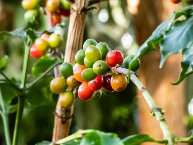 Yakın çekim yeşil ve olgunlaşan kırmızı kahve meyveleri Arap kahvesi dalları veya Arabika kahvesi (cafe arabica) gün ışığında çalılıklarda yetişir