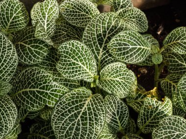 Sinir bitkisinin makro yeşilliği - Fittonia albivenis 'White Anne'. Parlak güneş ışığında beyaz damarlı koyu yeşil yapraklı Fittonia.