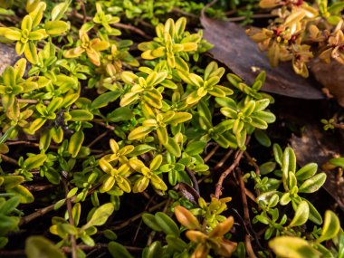 Dwarf limon kokulu kekik (Thymus x citriodorus) sarı ve yeşil yaprakları makro - 'Altın Taslak', baharın başında bahçede hasırlı bitki