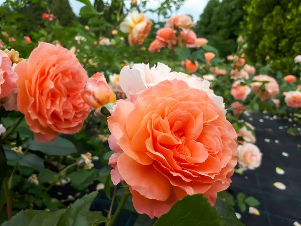 Знімок Оранжево Рожевого Гібридного Чайного Троянди Belvedere Великими Повними Кластерно — стокове фото